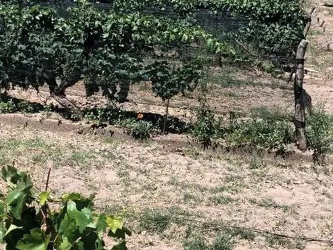 FINCA EN VENTA EN SAN RAFAEL  EN PLENA PRODUCCIÓN