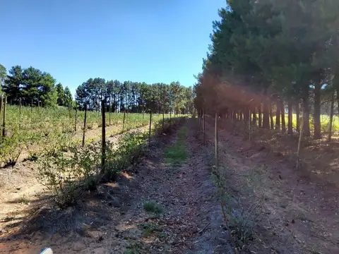 Quinta en Venta en Concordia, $ 0