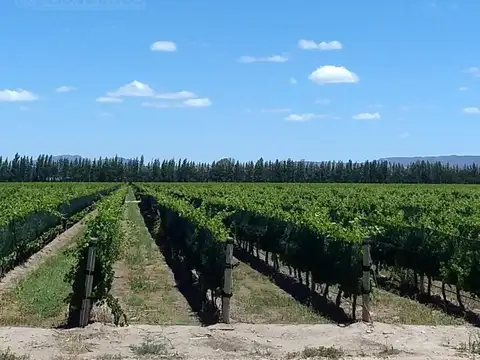 Finca 80 ha con viñedos. San Rafael, Mendoza