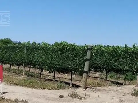 Finca 80 ha con viñedos. San Rafael, Mendoza