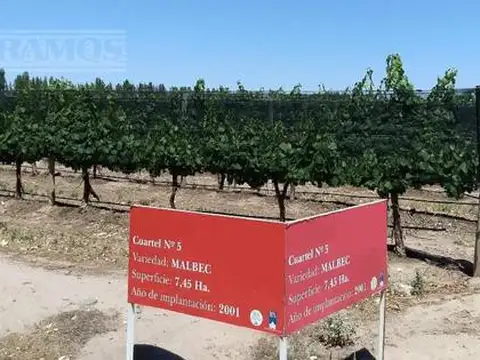 Finca 80 ha con viñedos. San Rafael, Mendoza
