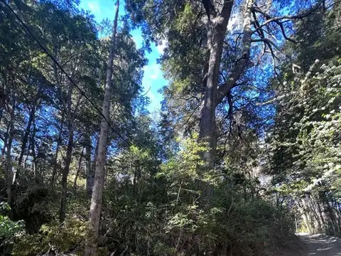 Canastero Patagónico 100