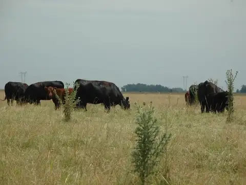 Casa Campo  en Venta en Las Flores, Resto de la Provincia, Buenos Aires