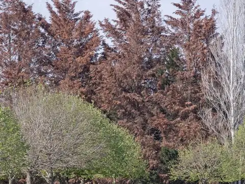 Terreno en Venta en Countries y Barrios Cerrados en General Rodriguez, USD 99.000