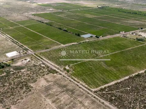 58 Has. Finca con parrales en Mendoza