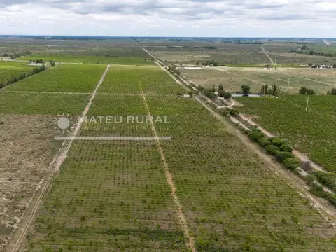 Campo en Venta Frutícola