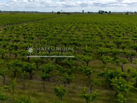 58 Has. Finca con parrales en Mendoza