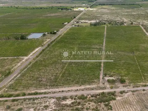 Campo en Venta Frutícola