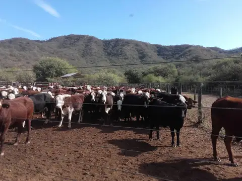 Sinchi Caña, Dpto. Choya. Santiago del Estero