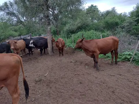 Sinchi Caña, Dpto. Choya. Santiago del Estero