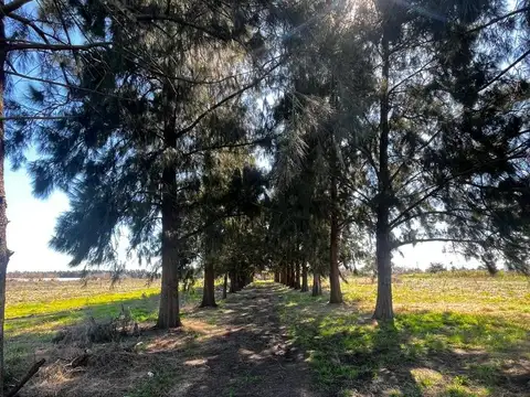 Campo en Arroyo de la Cruz