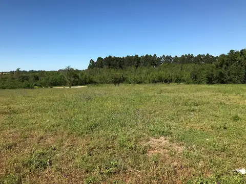 Artigas entre Favaloro y Alfonsin