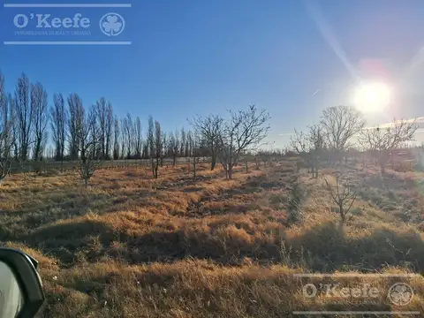 Finca en venta de 18 has en Paredes , San Rafael,Mendoza