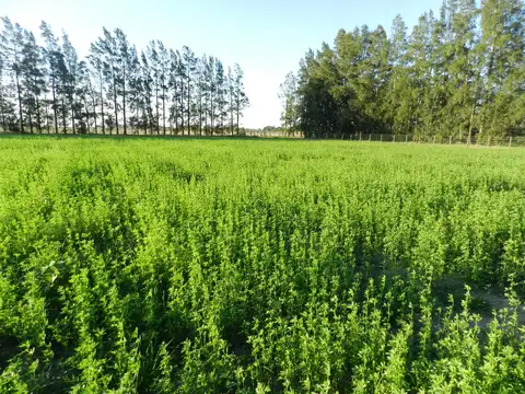 Campo en Venta Agrícola
