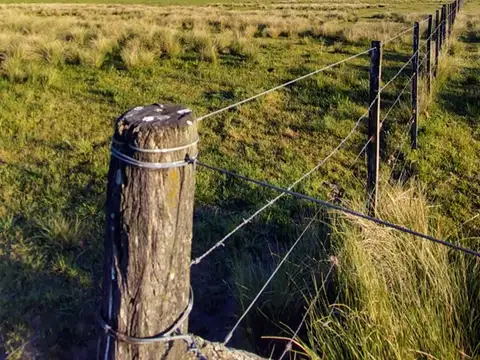 CAMPO GANADERO EN PLOMER