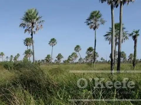 Campo en venta en Paraguay de 1100 Has - Ganadero 0,4 EV/Ha