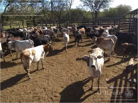 Campo en venta en Paraguay de 1100 Has - Ganadero 0,4 EV/Ha