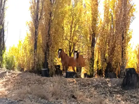 Terreno en Venta de 200000,0 m2