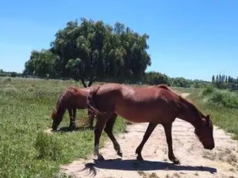 Terreno en Venta de 38183,0 m2