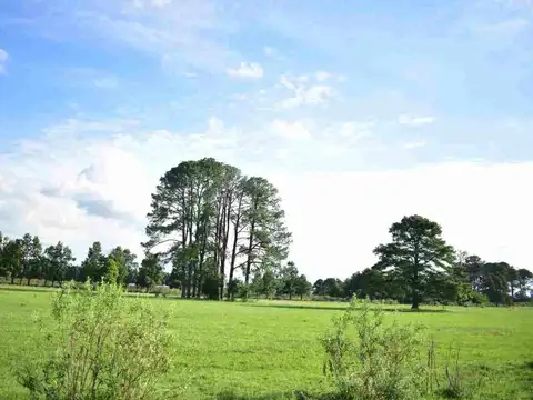 Ruta Nacional Nro. 193