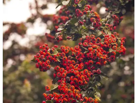 CHACRAS DE SAN ANDRES , Piso 0