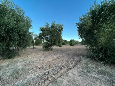 VENTA VIÑA HORTENCIA -OLIVOS- MAIZ- LA RIOJA