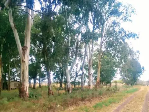 722 y la Celia , Piso 0