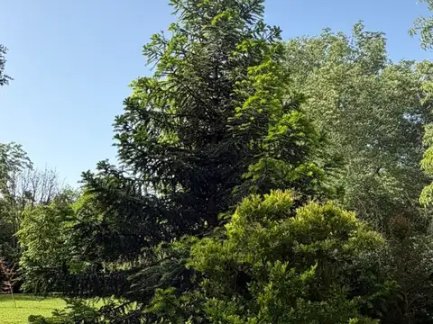 Claveles y Camelias 100