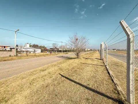 Vida Green 'Lote 324