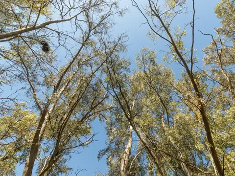 Terreno en Venta en Ranelagh, USD 52.000