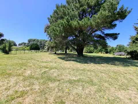 Avenida copetonas 100