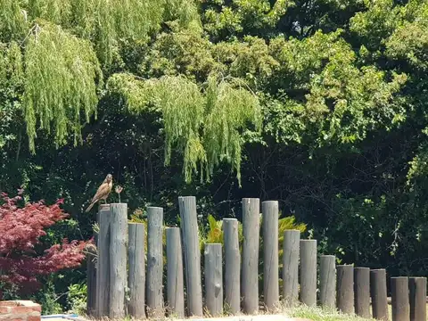 Fontana y Los Robles