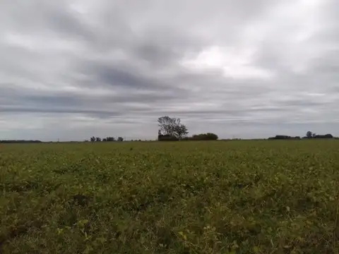 Campo en Venta Agricola