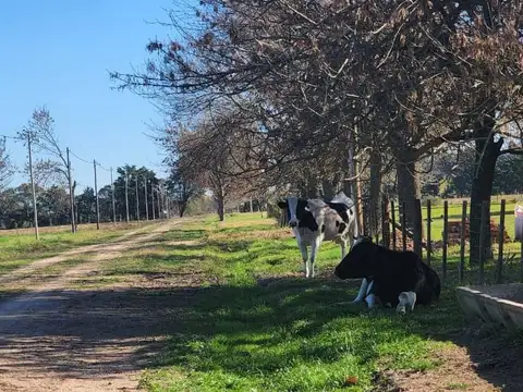 VENTA DE HECTÁREA EN ALTAMIRA - MERCEDES B