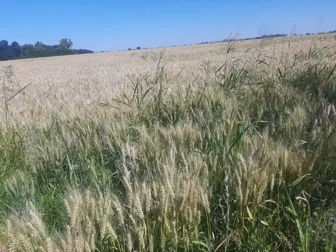 Ruta AO12 , Piso No definido