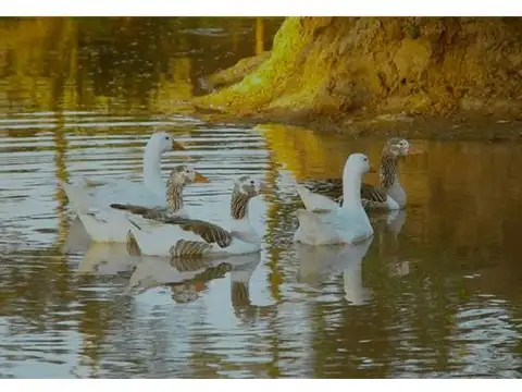 PROPIEDADES RURALES - CHACRA - ZONAS RURALES