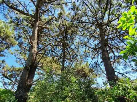 Terreno en Venta 37,50  mts Fondo