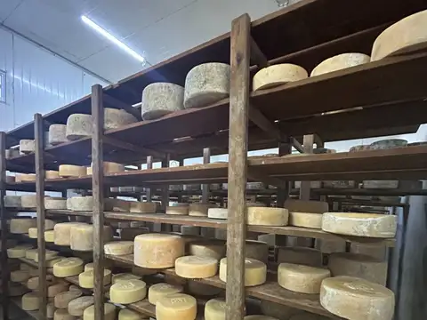 Venta de llave Distribuidora de quesos en Malvin