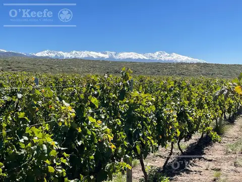 Campo en Venta de 30.000 has con producción de uva, ideal proyecto inmobiliario Valle de Uco Mendoza
