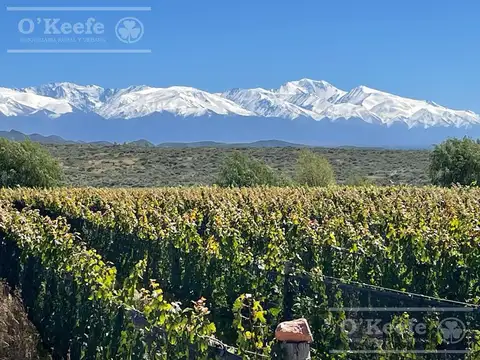 Mendoza Venta de 30.000 has ideal proyecto inmobiliario de gran envergadura turistica ,con viñedos ,nogales y hortalizas Valle de Uco Mendoza ( Consultar Precio)doza al 30000