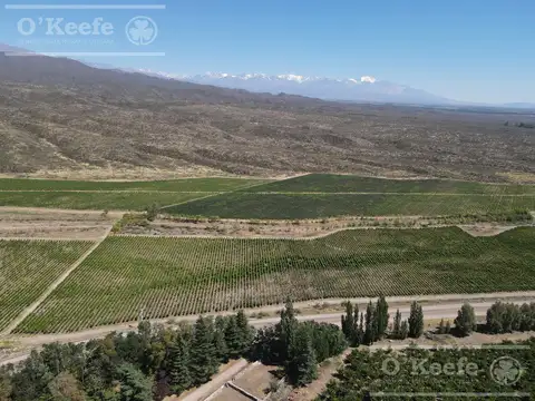Mendoza Venta de 30.000 has ideal proyecto inmobiliario de gran envergadura turistica ,con viñedos ,nogales y hortalizas Valle de Uco Mendoza ( Consultar Precio)doza al 30000