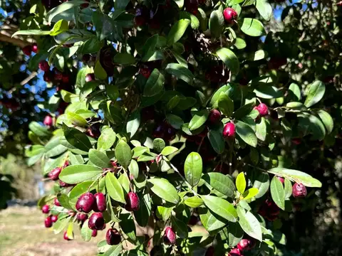 Terreno en Venta de 694,0 m2