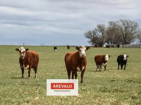 Campo Ganadero de 480 Hectáreas