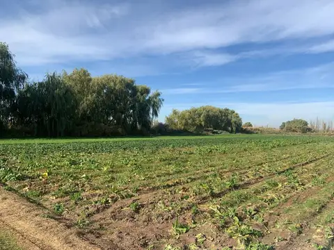 FINCA EN VENTA CORRALITOS, EN PRODUCCION