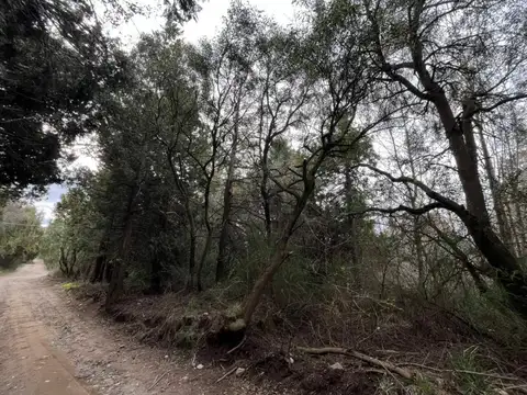 Marta Lynch y Ricardo Rojas , Piso 0
