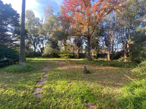 Paracaidista Picasso 100