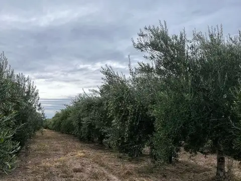 FINCA EN PRODUCCION RIVADAVIA  MENDOZA