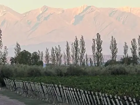 FINCA EN PRODUCCION RIVADAVIA  MENDOZA