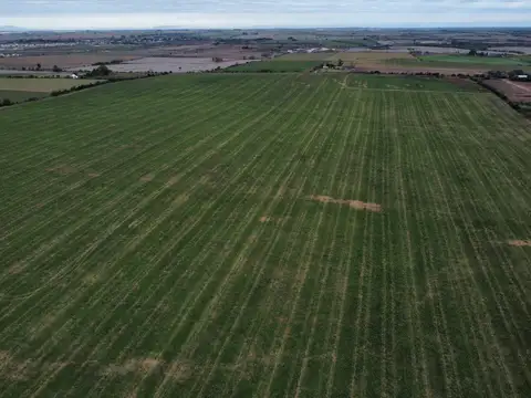 Campo en Venta Agrícola