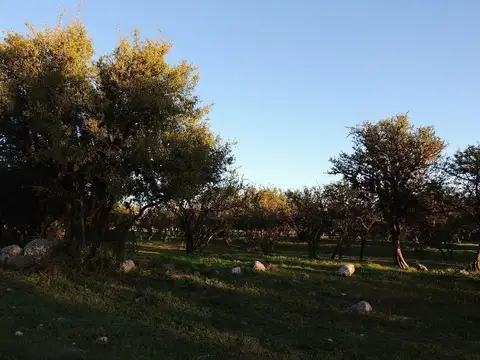 LOTEO JARDINES DE LA PLAZA